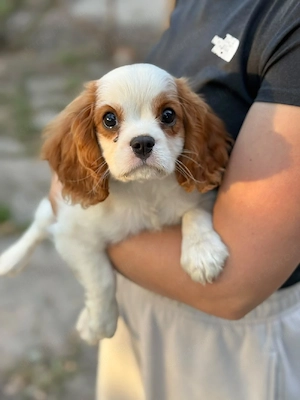 cavalier king charles spaniel kisfiú  - kép 4