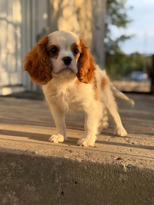 cavalier king charles spaniel kisfiú  - kép 5