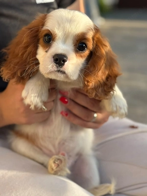 cavalier king charles kisfiú  - kép 5