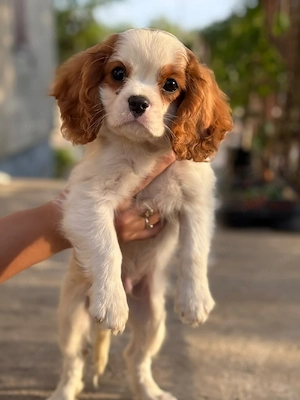 cavalier king charles kisfiú  - kép 3