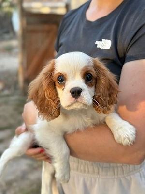 cavalier king charles kisfiú  - kép 4