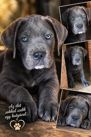 Cane Corso kölyök otthon keresnek 