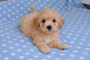 mini maltipoo  toy uszkár designer kiskutyák eladók  - kép 4