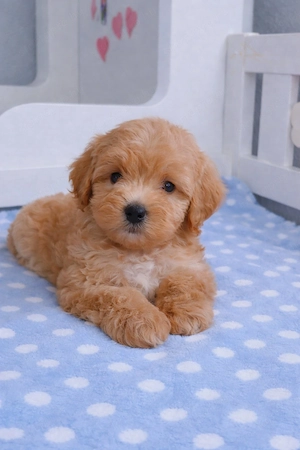 mini maltipoo  toy uszkár designer kiskutyák eladók  - kép 2