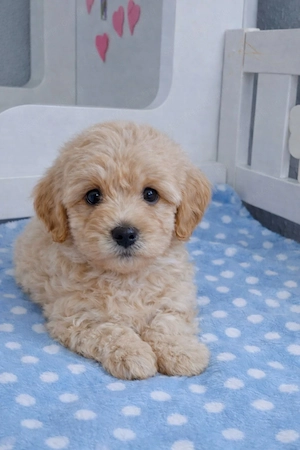 mini maltipoo  toy uszkár designer kiskutyák eladók  - kép 5