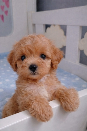 mini maltipoo  toy uszkár designer kiskutyák eladók  - kép 3