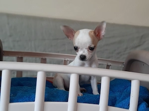 mini és extramini csivava eladó kiskutyák  - kép 9