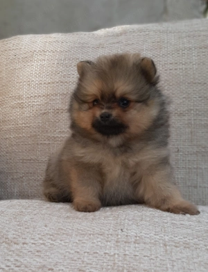 mini pomi pomerániai törpespicc fajtatiszta jellegűek  - kép 2