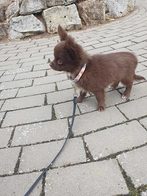 Csivava csokoládé kan Budapesti szállítási lehetőség-Törzskönyvezett Chihuahua-Veszettség elleni olt - kép 3