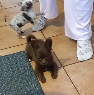 Csivava csokoládé kan Budapesti szállítási lehetőség-Törzskönyvezett Chihuahua-Veszettség elleni olt - kép 4