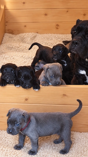 Cane corso kiskutyák 
