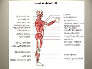 Tanult masszőz, igény szerint személyre szabott kezelések. Hétfőtől Vasárnapig 8-tól 20 óráig. - kép 3