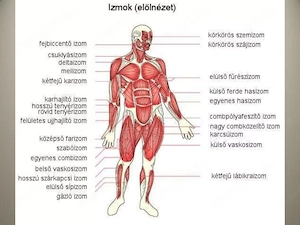 Tanult masszőz, igény szerint személyre szabott kezelések. Hétfőtől Vasárnapig 8-tól 20 óráig. - kép 2