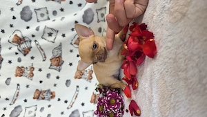 Minöségi pici méretű törzskömyves csivava chihuahua kislány  - kép 2