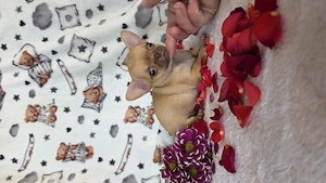 Minöségi pici méretű törzskömyves csivava chihuahua kislány  - kép 3
