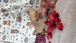 Minöségi pici méretű törzskömyves csivava chihuahua kislány  - kép 4