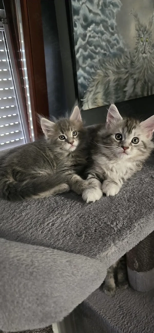 Maine Coon cicák otthont keresnek!!