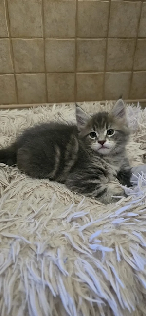 Maine Coon cicák otthont keresnek!!