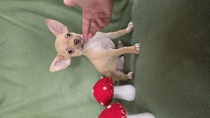 Törzskönyves nagyon kedves chihuahua kisfiú  - kép 2