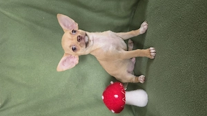 Törzskönyves nagyon kedves chihuahua kisfiú  - kép 3