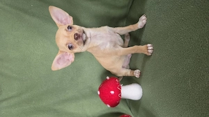 Törzskönyves nagyon kedves chihuahua kisfiú  - kép 4