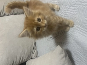 Maine Coon kislány cica - kép 2