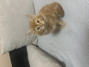 Maine Coon kislány cica - kép 3