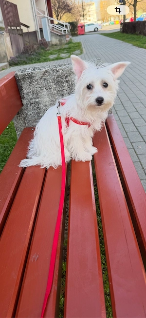 yorkshire terrier jellegű szuka  - kép 4