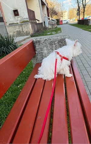 yorkshire terrier jellegű szuka  - kép 3