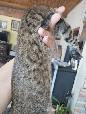 Beng li kever k cicusok - kép 7