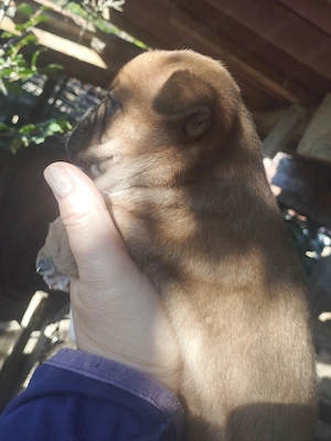 Bulldog kever k kiskuty k - kép 2