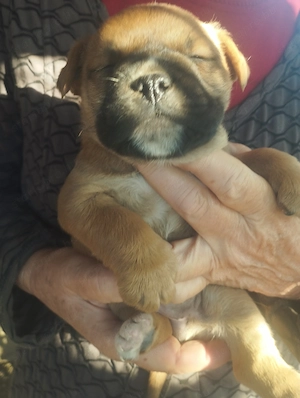 Bulldog kever k kiskuty k - kép 4