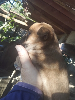 Bulldog kever k kiskuty k - kép 5