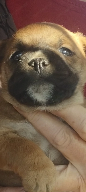 Bulldog keverék kuskuty k  - kép 3