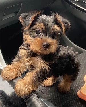 Yorki-Terrier kölykök  - kép 4