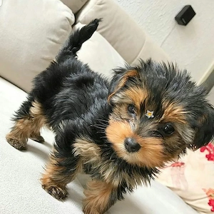 Yorki-Terrier kölykök 