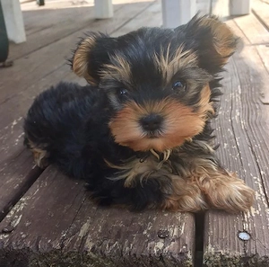 Yorki-Terrier kölykök  - kép 2