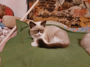 Ragdoll macska eladó   - kép 2