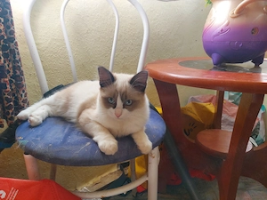 Ragdoll macska eladó   - kép 3