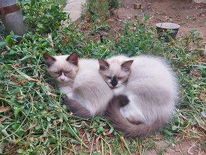 Ragdoll Macska eladó  - kép 2