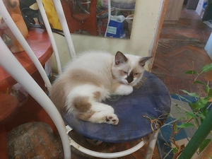 Ragdoll Macska eladó  - kép 3