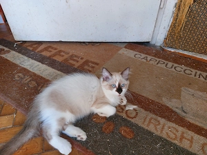 Ragdoll Macska eladó  - kép 4