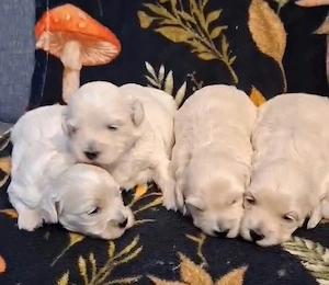 Maltipoo fajtatiszta jellegű kiskutyák foglalhatóak  - kép 2