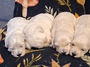 Maltipoo fajtatiszta jellegű kiskutyák foglalhatóak  - kép 3