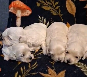 Maltipoo fajtatiszta jellegű kiskutyák foglalhatóak  - kép 4