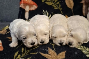 Maltipoo fajtatiszta jellegű kiskutyák foglalhatóak  - kép 5