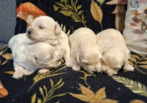 Maltipoo fajtatiszta jellegű kiskutyák foglalhatóak  - kép 6
