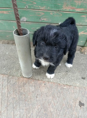 Bichon havanese  - kép 2