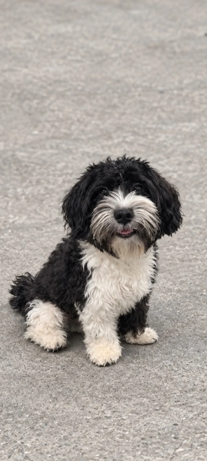 Bichon havanese  - kép 4