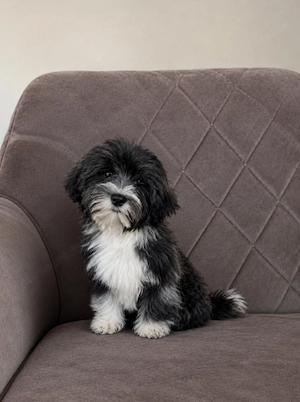 Bichon havanese  - kép 3